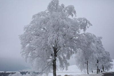Winter 2020/21