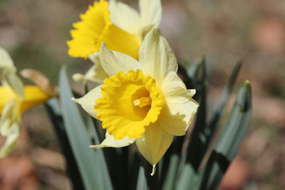 Frühling 2025